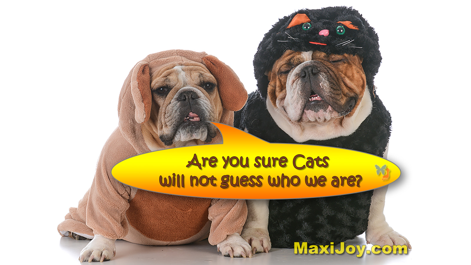 Cats will never guess